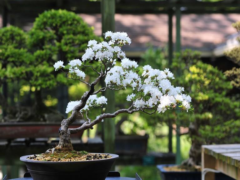 drzewko bonsai